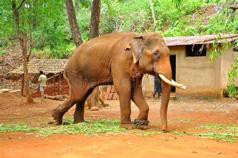 elephant chained to a stake